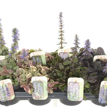 Ajuga reptans MIX