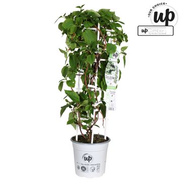 Schizophragma hydrangeoides SNOW SENSATION