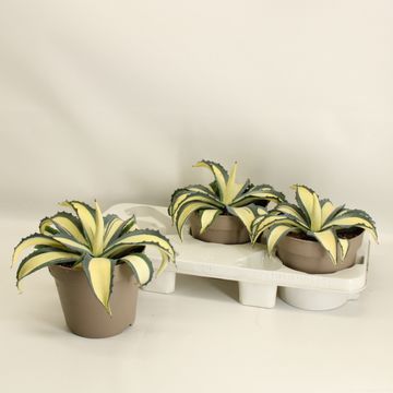 Agave americana 'Mediopicta Aurea'