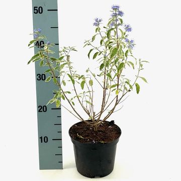 Caryopteris x clandonensis 'White Surprise'