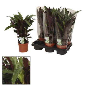 Calathea rufibarba 'Elgergrass'