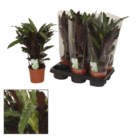 Calathea rufibarba 'Elgergrass'