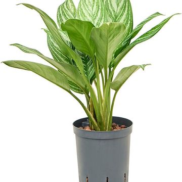 Aglaonema 'Stripes'