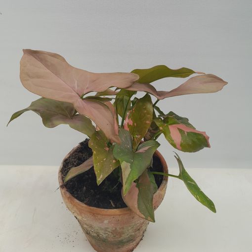 Syngonium 'Pink Splash'