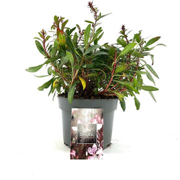 Gaura lindheimeri BABY BUTTERFLY DARK PINK