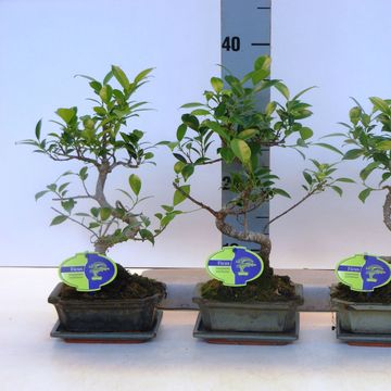 Ficus retusa