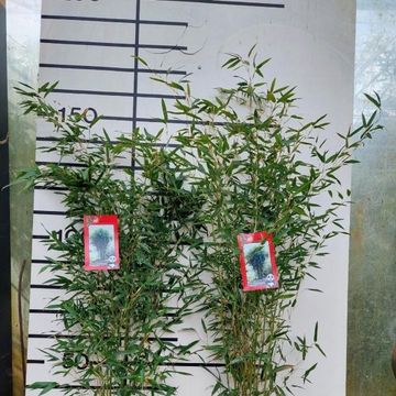 Phyllostachys bissetii