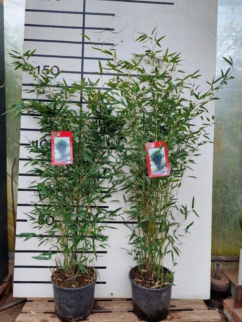 Phyllostachys bissetii