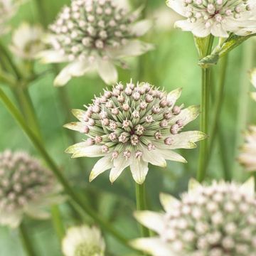Astrantia major 'Star of Billion'