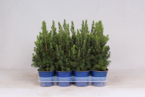 Picea glauca 'Conica'