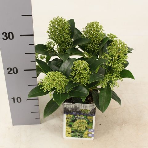 Skimmia japonica 'Фрагрант Клауд'