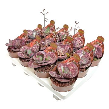 Kalanchoe humilis 'Zebra'