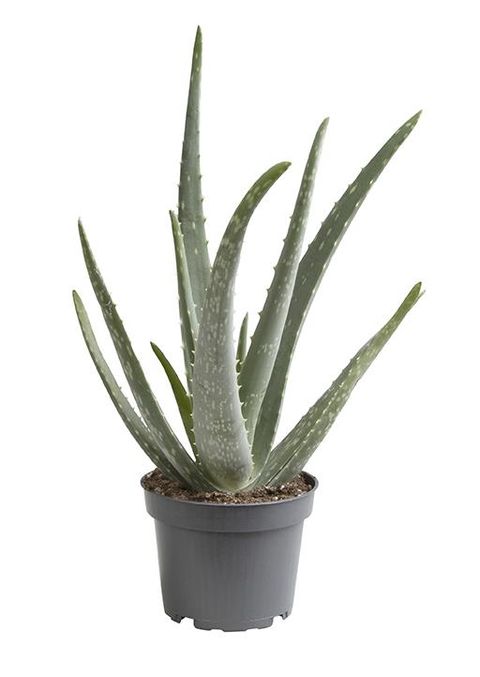 Aloe vera