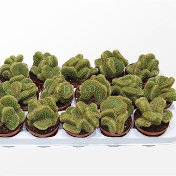 Weberbauerocereus johnsonii cristata