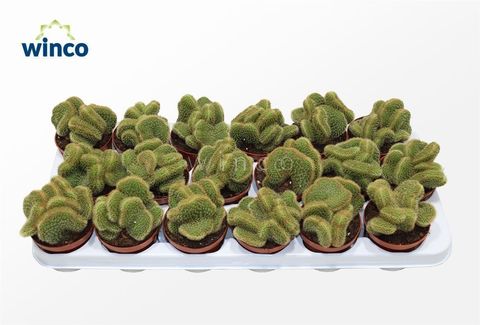 Weberbauerocereus johnsonii cristata