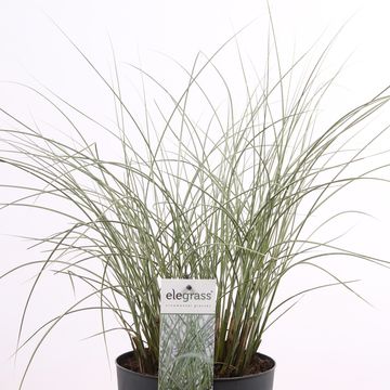 Miscanthus sinensis 'Morning Light'