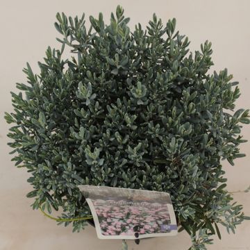 Andromeda polifolia 'Блю Лагуна'