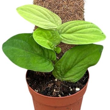 Rhaphidophora korthalsii 'Aurea'