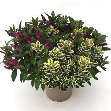 Hebe MIX IN POT