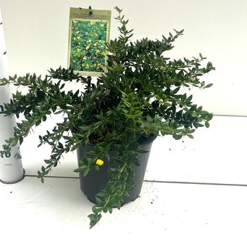 Berberis x frikartii 'Тельстар'