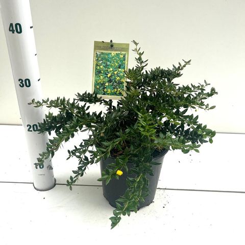 Berberis x frikartii 'Тельстар'