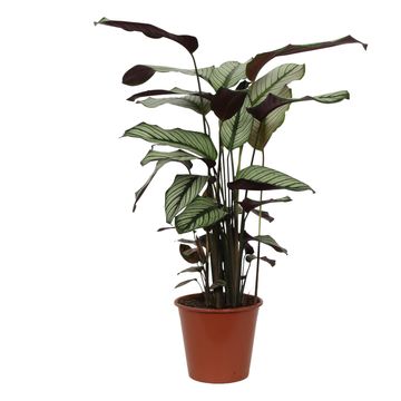 Calathea majestica 'Whitestar'