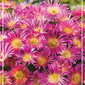 Delosperma cooperi DELMARA PINK