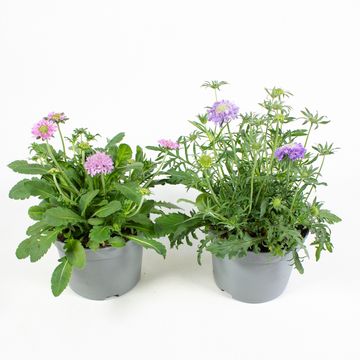 Scabiosa columbaria 'Mariposa Blue'