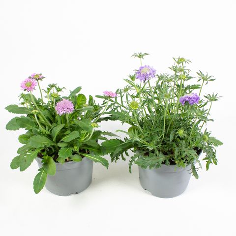 Scabiosa columbaria 'Mariposa Blue'