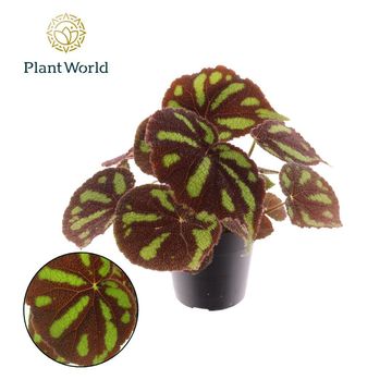 Begonia masoniana 'Boulder'