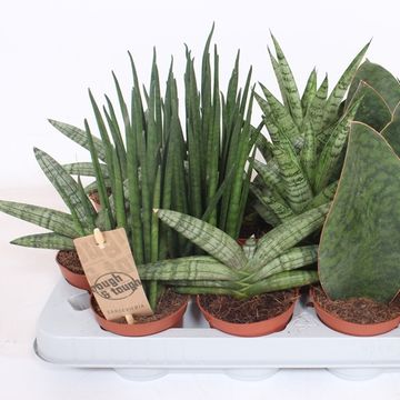 Sansevieria MIX