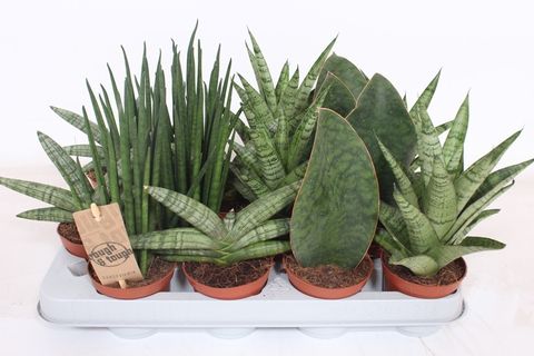 Sansevieria MIX