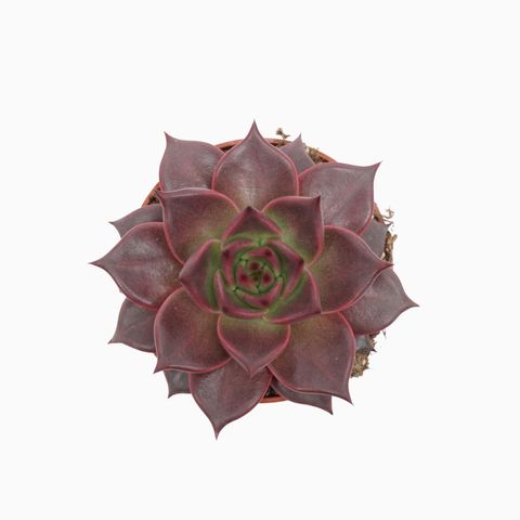 Echeveria 'Таурус'