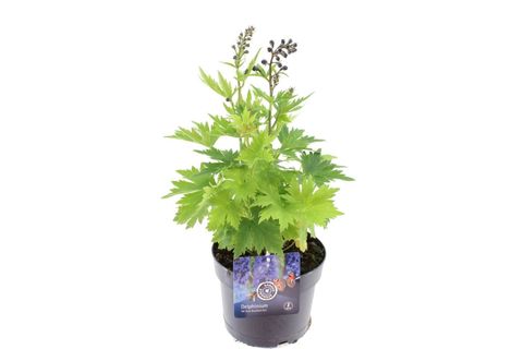 Delphinium 'Magic Fountains Dark Blue White Bee'