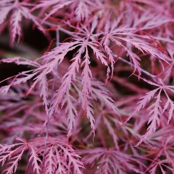 Acer palmatum 'Гарнет'