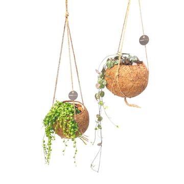 Hanging plants MIX