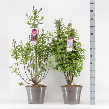 Syringa VILLOSAE MIX