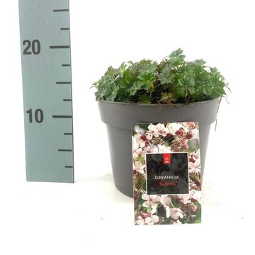 Geranium x cantabrigiense 'Biokovo'