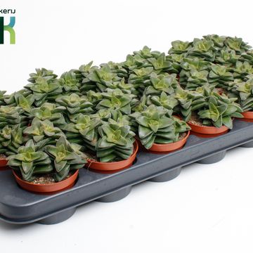 Crassula 'Springtime'