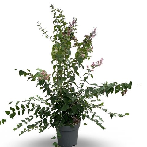 Syringa microphylla 'Superba'