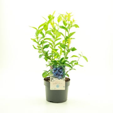 Vaccinium corymbosum 'Goldtraube 71'