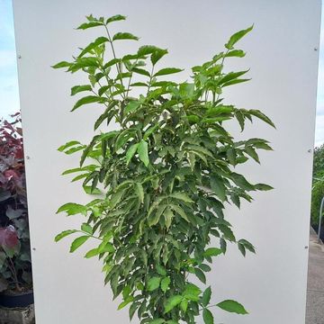 Staphylea colchica
