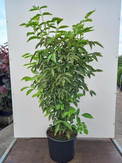 Staphylea colchica