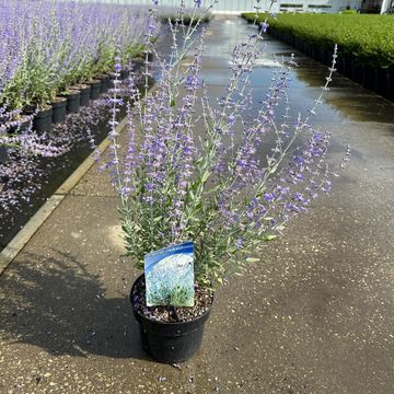 Perovskia atriplicifolia 'Little Spire'