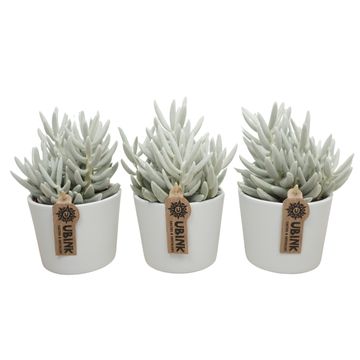 Senecio haworthii 'Mont Blanc'