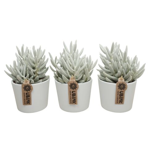 Senecio haworthii 'Mont Blanc'