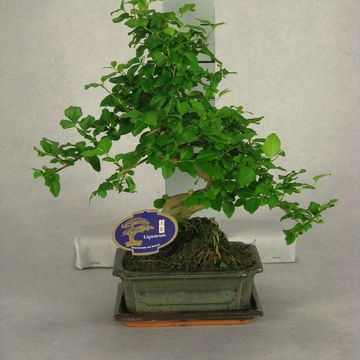 Bonsai MIX