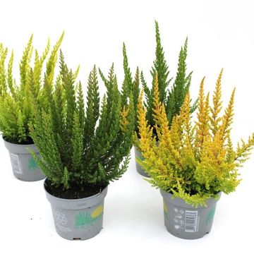 Calluna vulgaris SKYLINE MIX