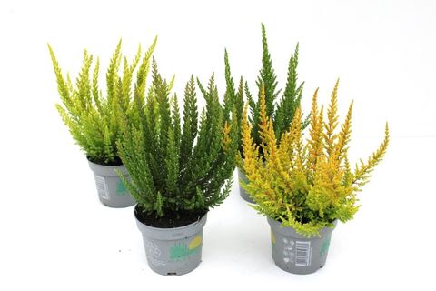 Calluna vulgaris SKYLINE MIX