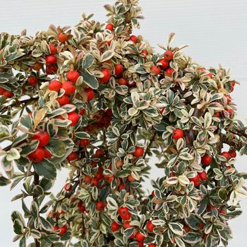 Cotoneaster x suecicus 'Juliette'